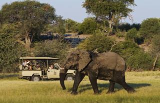 Day and Night Game Drives via open Land Cruisers.  Depending on the water level of the Boteti, boat activities can also be provided.  